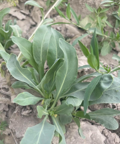 家里阳光不足怎么养花，选对植物种类，掌握养护技巧