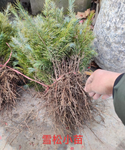 家里阳光不足怎么养花，选对植物种类，掌握养护技巧