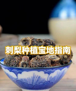 家里阳光不足怎么养花，选对植物种类，掌握养护技巧