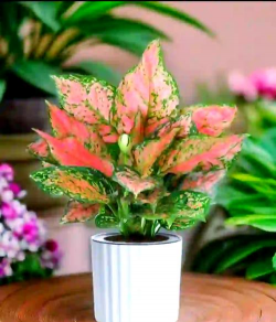 家里阳光不足怎么养花，选对植物种类，掌握养护技巧