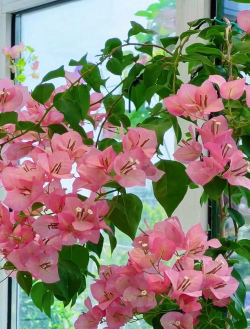 家里阳光不足怎么养花，选对植物种类，掌握养护技巧