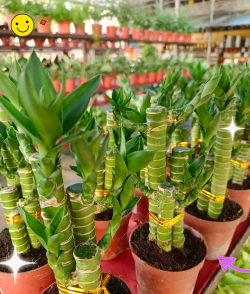 家里阳光不足怎么养花，选对植物种类，掌握养护技巧