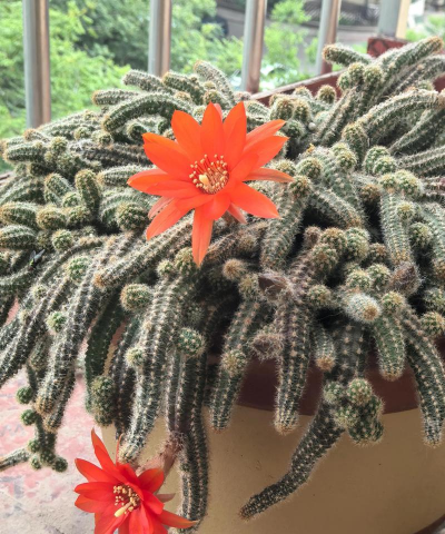 家里阳光不足怎么养花，选对植物种类，掌握养护技巧