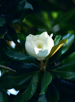 家里阳光不足怎么养花，选对植物种类，掌握养护技巧