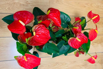 家里阳光不足怎么养花，选对植物种类，掌握养护技巧