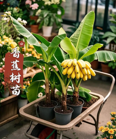 家里阳光不足怎么养花，选对植物种类，掌握养护技巧