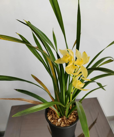 家里阳光不足怎么养花，选对植物种类，掌握养护技巧