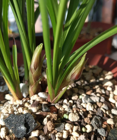 家里阳光不足怎么养花，选对植物种类，掌握养护技巧