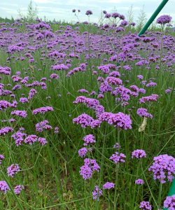 家里阳光不足怎么养花，选对植物种类，掌握养护技巧