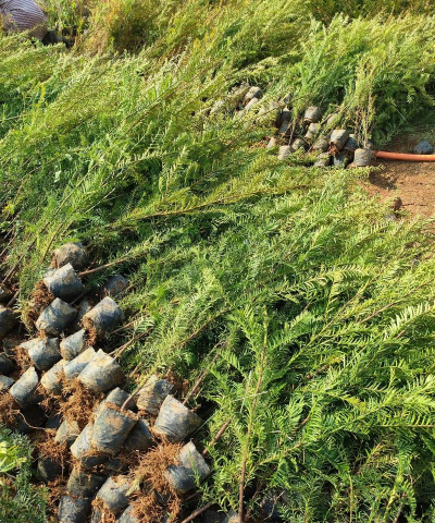 家里阳光不足怎么养花，选对植物种类，掌握养护技巧