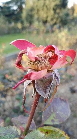 家里阳光不足怎么养花，选对植物种类，掌握养护技巧