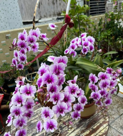 家里阳光不足怎么养花，选对植物种类，掌握养护技巧