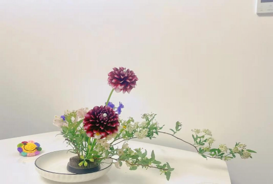 家里阳光不足怎么养花，选对植物种类，掌握养护技巧