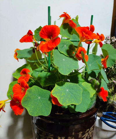 家里阳光不足怎么养花，选对植物种类，掌握养护技巧