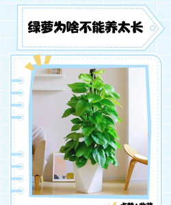 家里阳光不足怎么养花，选对植物种类，掌握养护技巧