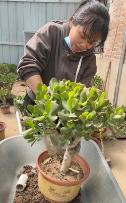 家里阳光不足怎么养花，选对植物种类，掌握养护技巧