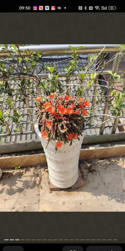 家里阳光不足怎么养花，选对植物种类，掌握养护技巧