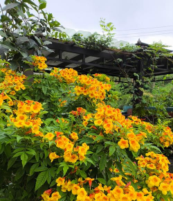 家里阳光不足怎么养花，选对植物种类，掌握养护技巧