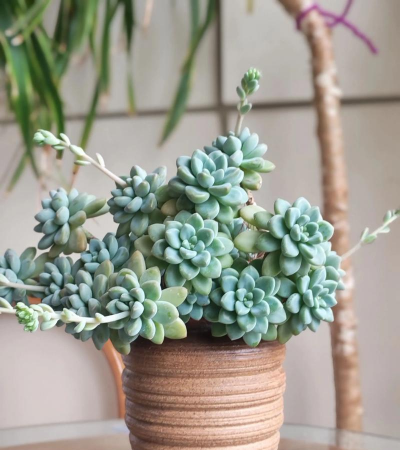 家里阳光不足怎么养花，选对植物种类，掌握养护技巧