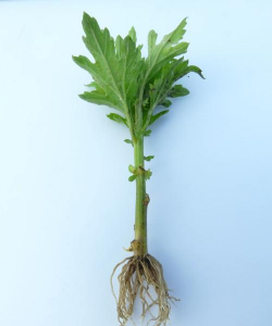 家里阳光不足怎么养花，选对植物种类，掌握养护技巧