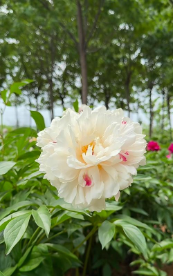 家里阳光不足怎么养花，选对植物种类，掌握养护技巧