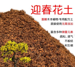 家里阳光不足怎么养花，选对植物种类，掌握养护技巧