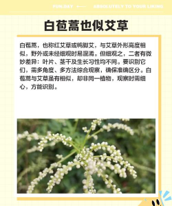 家里阳光不足怎么养花，选对植物种类，掌握养护技巧