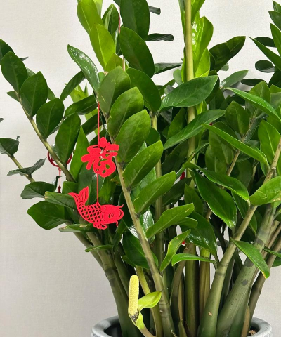 家里阳光不足怎么养花，选对植物种类，掌握养护技巧