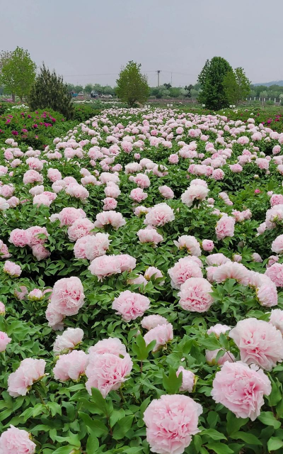 家里阳光不足怎么养花，选对植物种类，掌握养护技巧