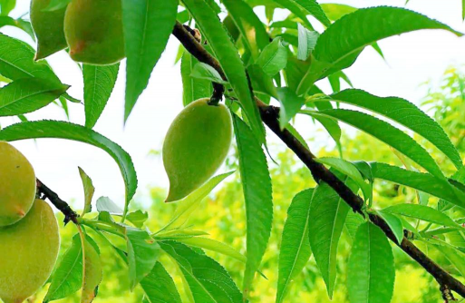 家里阳光不足怎么养花，选对植物种类，掌握养护技巧