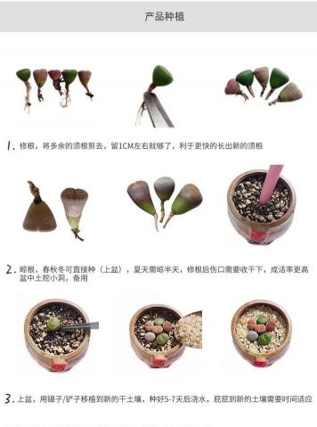 家里阳光不足怎么养花，选对植物种类，掌握养护技巧