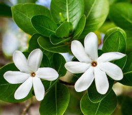 家里阳光不足怎么养花，选对植物种类，掌握养护技巧