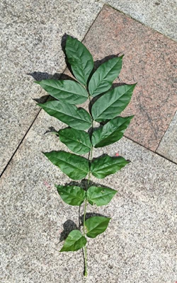 家里阳光不足怎么养花，选对植物种类，掌握养护技巧