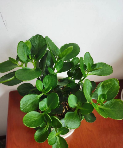 家里阳光不足怎么养花，选对植物种类，掌握养护技巧