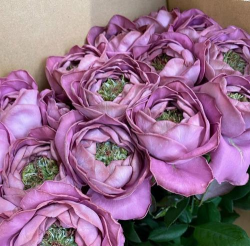 家里阳光不足怎么养花，选对植物种类，掌握养护技巧