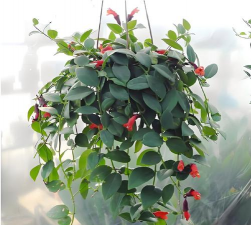 家里阳光不足怎么养花，选对植物种类，掌握养护技巧