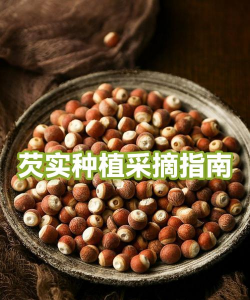 家里阳光不足怎么养花，选对植物种类，掌握养护技巧