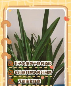 家里阳光不足怎么养花，选对植物种类，掌握养护技巧