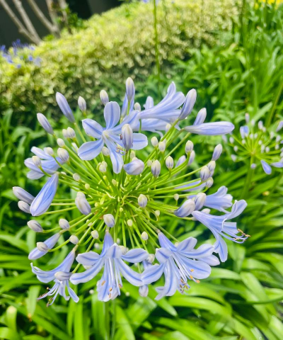 家里阳光不足怎么养花，选对植物种类，掌握养护技巧