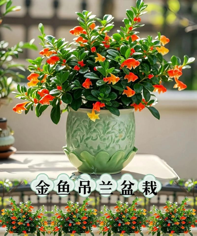 家里阳光不足怎么养花，选对植物种类，掌握养护技巧