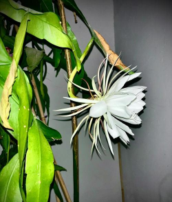 家里阳光不足怎么养花，选对植物种类，掌握养护技巧