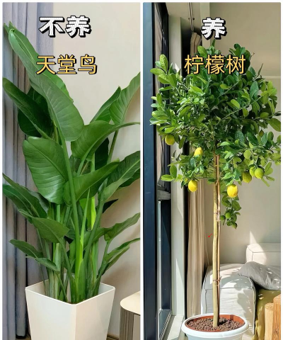 家里阳光不足怎么养花，选对植物种类，掌握养护技巧