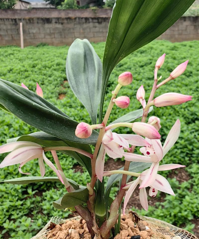 家里阳光不足怎么养花，选对植物种类，掌握养护技巧