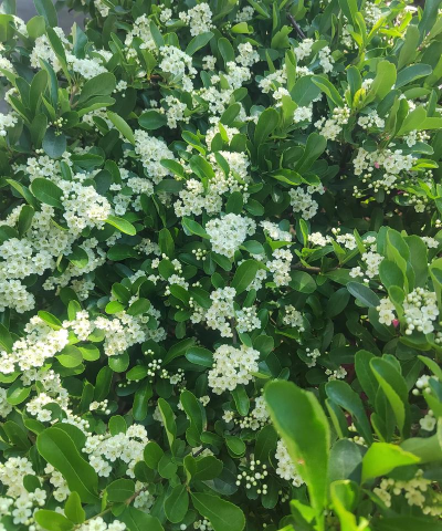 家里阳光不足怎么养花，选对植物种类，掌握养护技巧