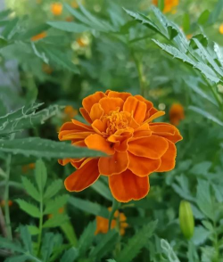 家里阳光不足怎么养花，选对植物种类，掌握养护技巧