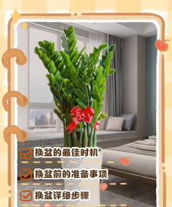 家里阳光不足怎么养花，选对植物种类，掌握养护技巧