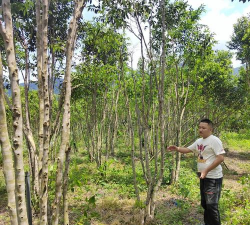 家里阳光不足怎么养花，选对植物种类，掌握养护技巧