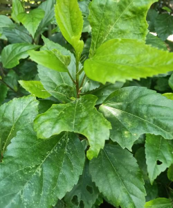 家里阳光不足怎么养花，选对植物种类，掌握养护技巧