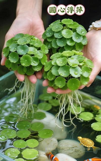 家里阳光不足怎么养花，选对植物种类，掌握养护技巧