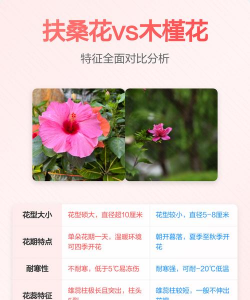 家里阳光不足怎么养花，选对植物种类，掌握养护技巧